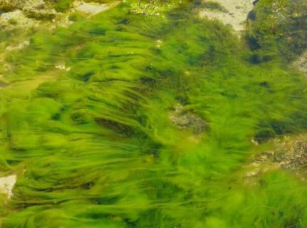 绿藻对水质的影响 关于绿藻对水质造成的危害
