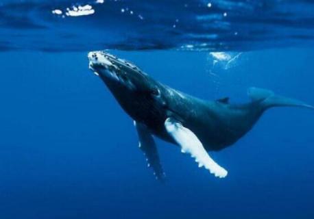 鲸是哺乳动物吗为什么（鲸是哺乳动物吗为什么不吃人）