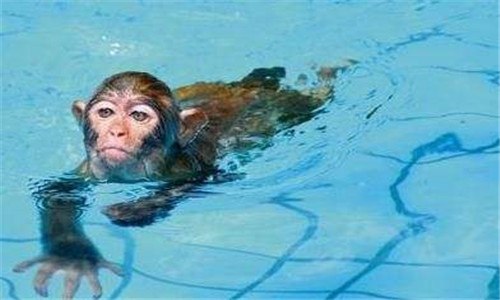 猴子会游泳吗（猴子会游泳吗?）