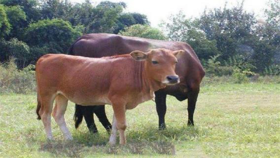 牛为什么称为反刍动物（牛为什么称为反刍动物呢）