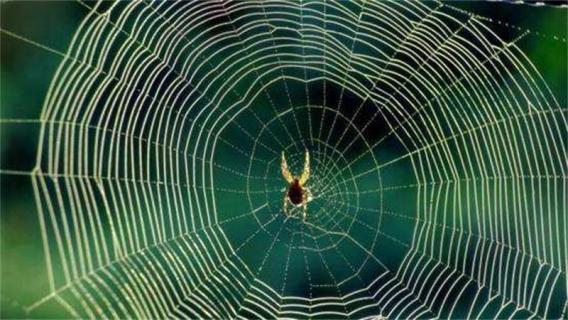 蜘蛛结网是什么行为（蜘蛛结网是什么行为类型?）