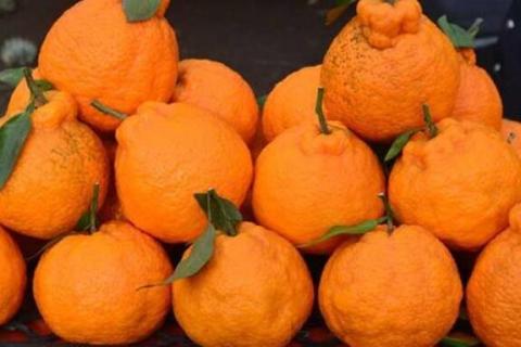 不知火丑橘和粑粑区别（火丑橘和粑粑柑）
