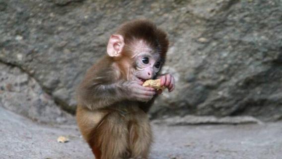 猴子喜欢吃什么食物 猴子喜欢吃什么食物用英语怎么说
