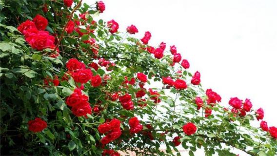 月季玫瑰花的养殖方法和注意事项（月季花和玫瑰花的养殖方法和注意事项）