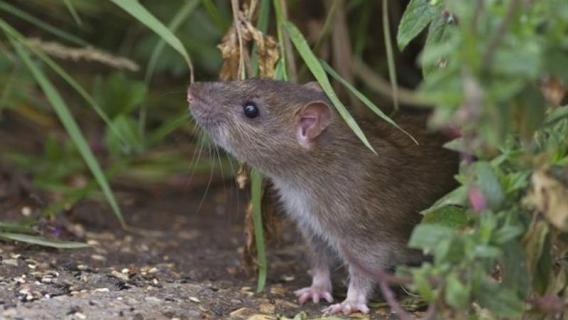 老鼠怕什么气味的东西 老鼠怕什么气味的东西?怎么用气味驱赶家里的老鼠