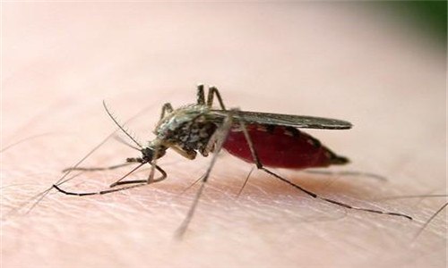 蚊子吸血后肚子爆了能活吗 蚊子为什么会吸血到肚子爆