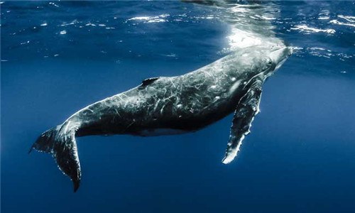 鲸鱼和海马哪种属于鱼 蓝鲸和海马属于鱼类吗