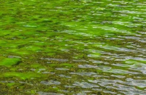 池塘绿藻怎么清除 池塘绿藻怎么清除鱼