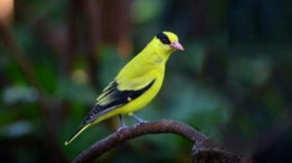 野生黄鹂鸟是几级保护动物 黄鹂鸟属于动物吗
