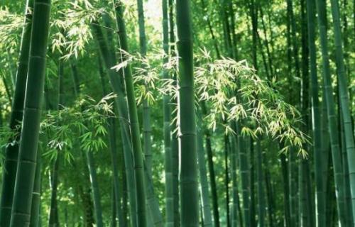 什么竹子的中间是空的 竹子中间是空的吗