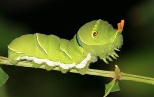 幼虫和若虫有什么区别 若虫和成虫的区别