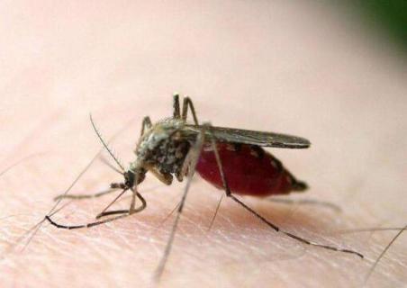 普通的蚊子和疟蚊的区别 普通的蚊子和疟蚊的区别图片对比