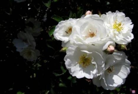 白蔷薇花语及代表意义 白色蔷薇花语及代表意义
