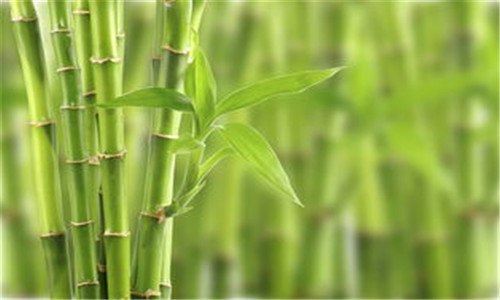 竹子的叶子是什么形状 竹子的叶子是什么形状比喻句
