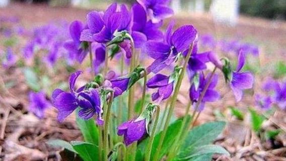 早开堇菜和紫花地丁的区别 紫花地丁和紫堇