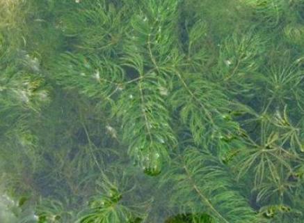 金鱼藻是被子植物还是藻类植物（金鱼藻是被子植物还是藻类植物?）