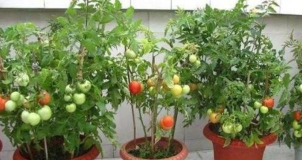 盆栽番茄一盆种几颗 种番茄多大盆