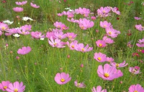 秋英是格桑花吗（秋英花与格桑花有什么区别）