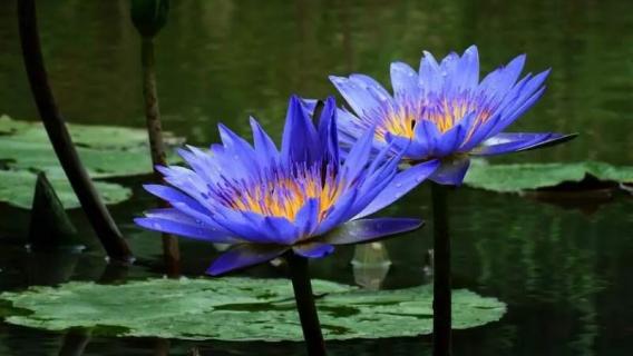 蓝莲花是什么花（蓝莲花是什么花图片）