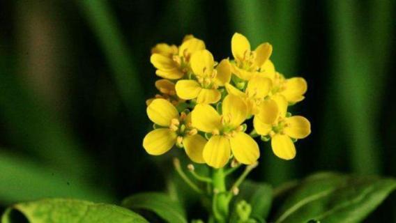 油菜花有几片花瓣（油菜花有几片花瓣几个雄蕊）