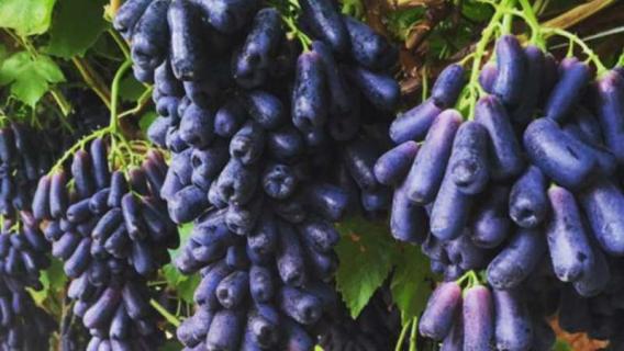 紫色长葡萄是什么品种（紫色长葡萄是什么品种的果树）