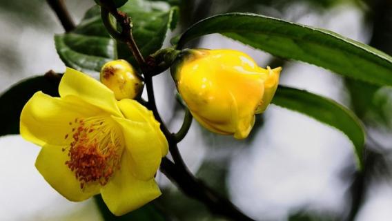 金花茶是裸子植物还是被子植物 金花茶是种子植物还是被子植物