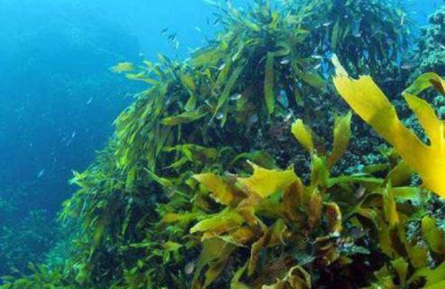 海藻是什么植物 海藻面膜的海藻是什么植物