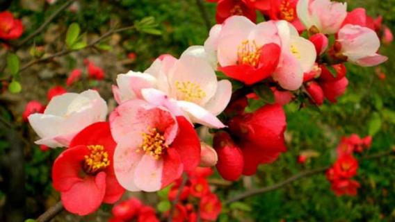 红莲水榭的海棠是什么品种 红莲水榭的海棠是什么品种的海棠花