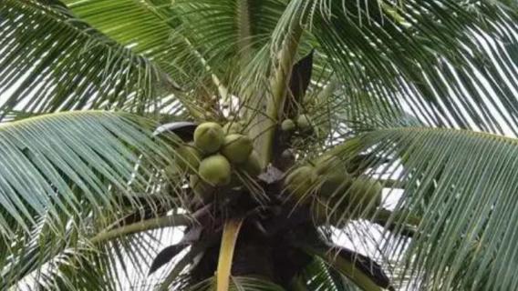 椰子树是常绿树吗 椰子树是常绿还是落叶