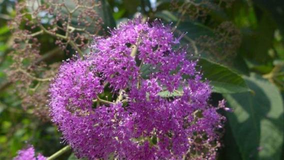 裸花紫珠是什么植物 裸花紫珠是什么植物图片