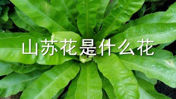 山苏花是什么花 山苏花是在什么季节开的