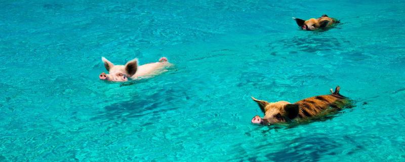 猪会游泳吗（牛会游泳吗）