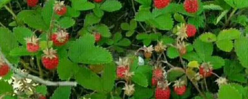 蛇莓是什么 蛇莓是什么中药