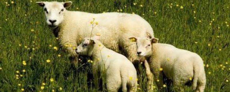 羊的体外寄生虫怎样预防与治疗 羊的体外寄生虫怎样预防与治疗方法