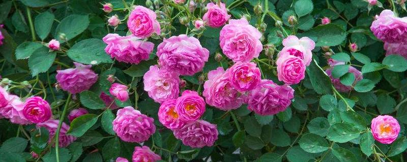 蔷薇花期多长时间，花语是什么 蔷薇的花期有多长?