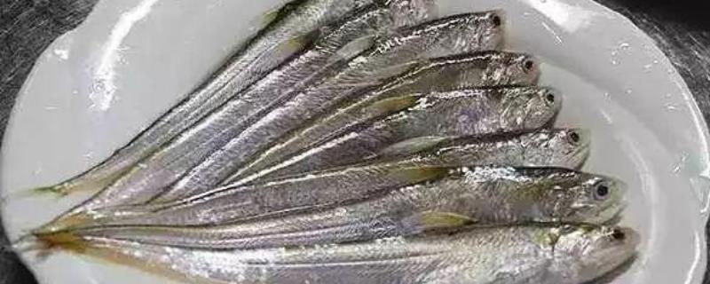 江刀鱼多少钱一斤