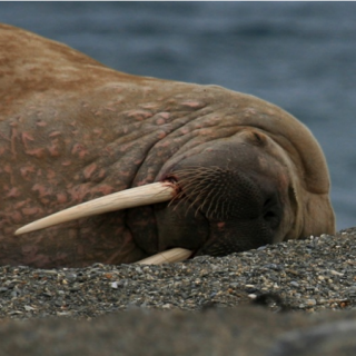 海洋中的瞌睡大王是什么动物 海洋中的瞌睡大王是什么动物? 新闻
