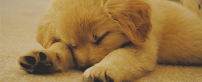 为什么狗睡觉时把嘴藏在前肢下 为什么狗睡觉时把嘴藏在前肢下面