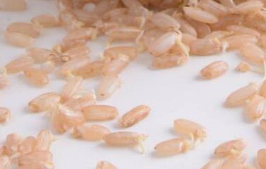 发芽糙米的功效与作用 发芽糙米的功效与作用及禁忌