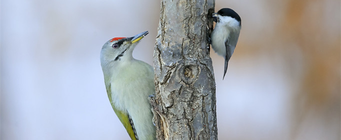 为什么山雀喜欢陪伴啄木鸟捕食 山雀和啄木鸟是一对好伙伴因为什么