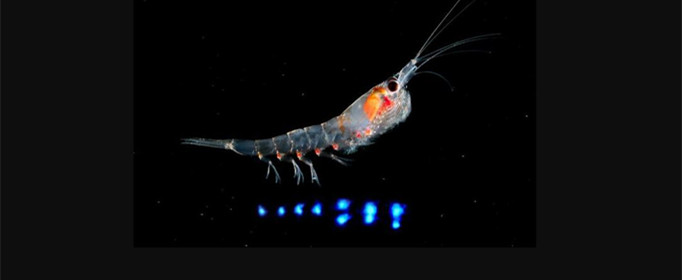 磷虾为什么发光 磷虾为什么会发光