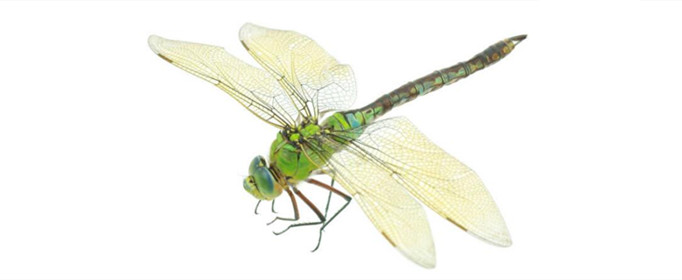 为什么蜻蜓翅膀前缘上方长有小痣 蜻蜓的翅膀上长有翅痣它的作用是什么
