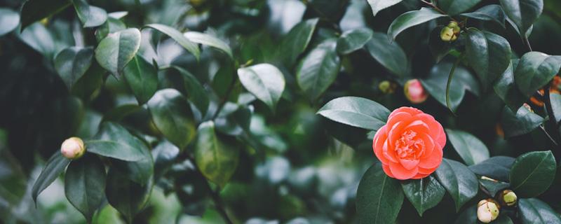 山茶花的盆栽方法 山茶花的养殖方法 盆栽 家庭