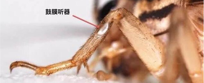 蟋蟀的“耳朵”为什么长在脚上 蟋蟀的耳朵为什么长在腿上