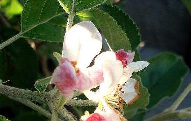苹果花和玫瑰花搭配的效果 苹果花和玫瑰花搭配的效果怎么样
