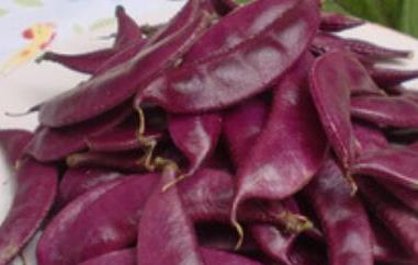 紫扁豆与白扁豆的区别（紫扁豆和白扁豆的区别）