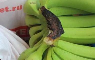 为什么香蕉放烂了都没熟（为什么香蕉放烂了都没熟呢）