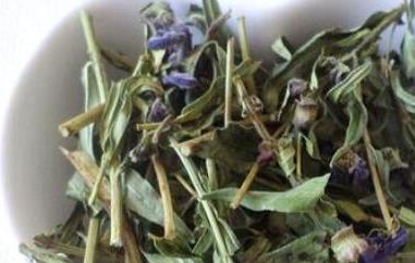 黄芩叶茶的制作方法 黄芩叶泡茶