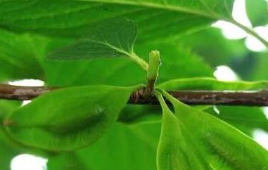 杜仲嫩芽的功效与作用 杜仲嫩芽的功效与作用及食用方法