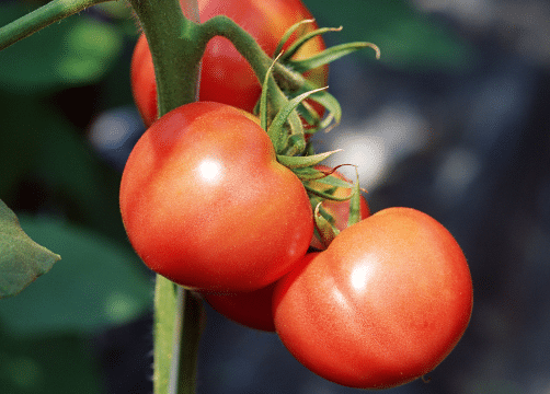 番茄不宜多次分苗的原因是什么，养殖注意事项是什么